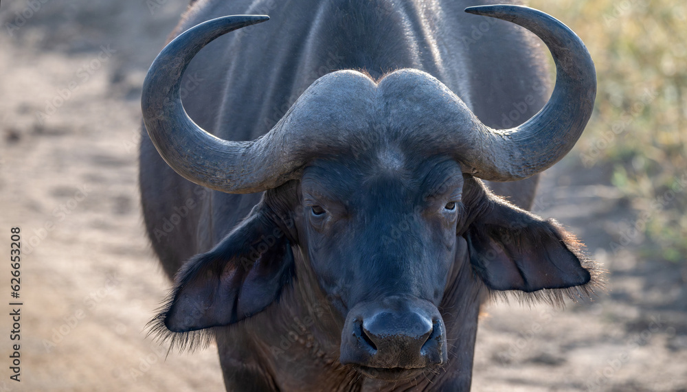 Strait on shot of a buffalo with dust in the air Strait on shot of a buffalo with dust in the air