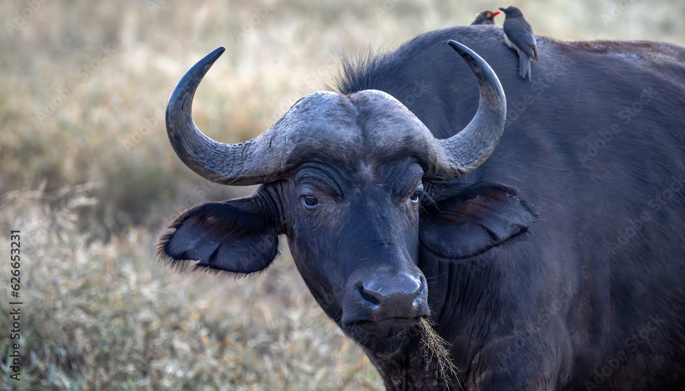 A buffalo with grass in its mouth