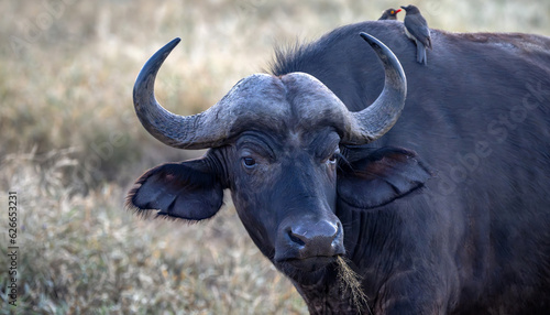 A buffalo with grass in its mouth