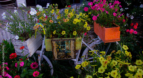 flowers in a garden