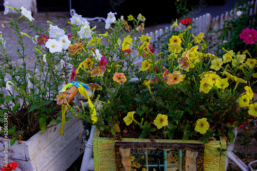 flowers in a garden