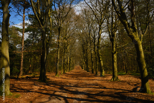 autumn in the forest