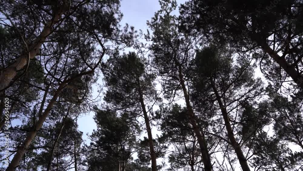 Swinging pine trees on a windy day in the forest Swinging pine trees on a windy day in the forest