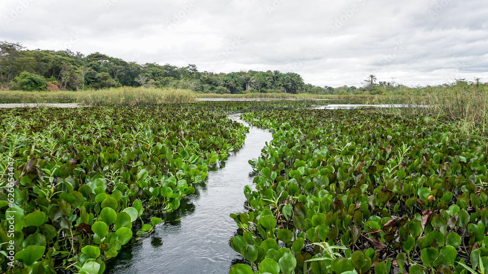 Boat path among the water hyacinths on Roncador river - Pantanal Marimbus, Chapada Diamantina - Lençois, Bahia, Brazil Boat path among the water hyacinths on Roncador river - Pantanal Marimbus, Chapada Diamantina - Lençois, Bahia, Brazil