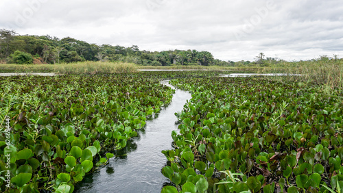 Boat path among the water hyacinths on Roncador river - Pantanal Marimbus, Chapada Diamantina - Lençois, Bahia, Brazil