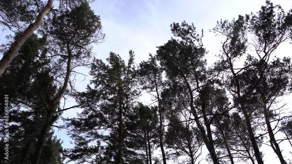 Swinging pine trees in the forest because of a strong wind Swinging pine trees in the forest because of a strong wind