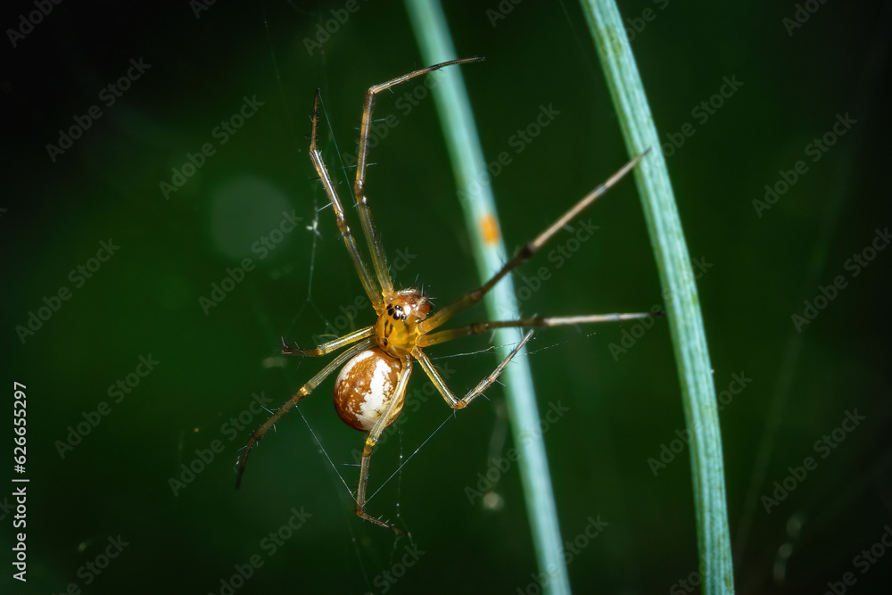 Elegant Linyphia Triangularis Creating Its Delicate Web