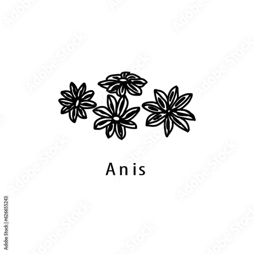 Anise, sketch vector illustration, isolated on white background. collection of plants for essential oils