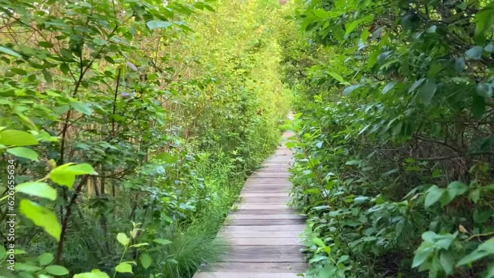 Walking over a wooden Pathway in the natural green forest. Green leafy plants line both sides of the wooden Pathway. Walking over a wooden Pathway in the natural green forest. Green leafy plants line both sides of the wooden Pathway.