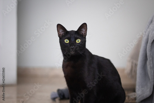 Black cat posing 