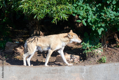 Wolf at the zoo on a summer day