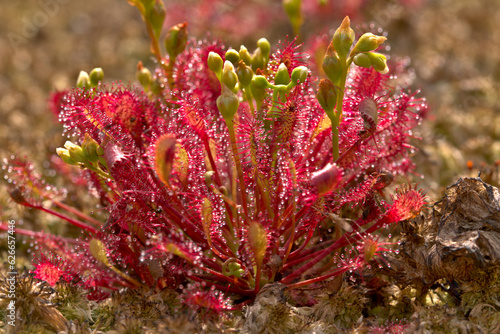 Oblong leaved sundew with flower buds