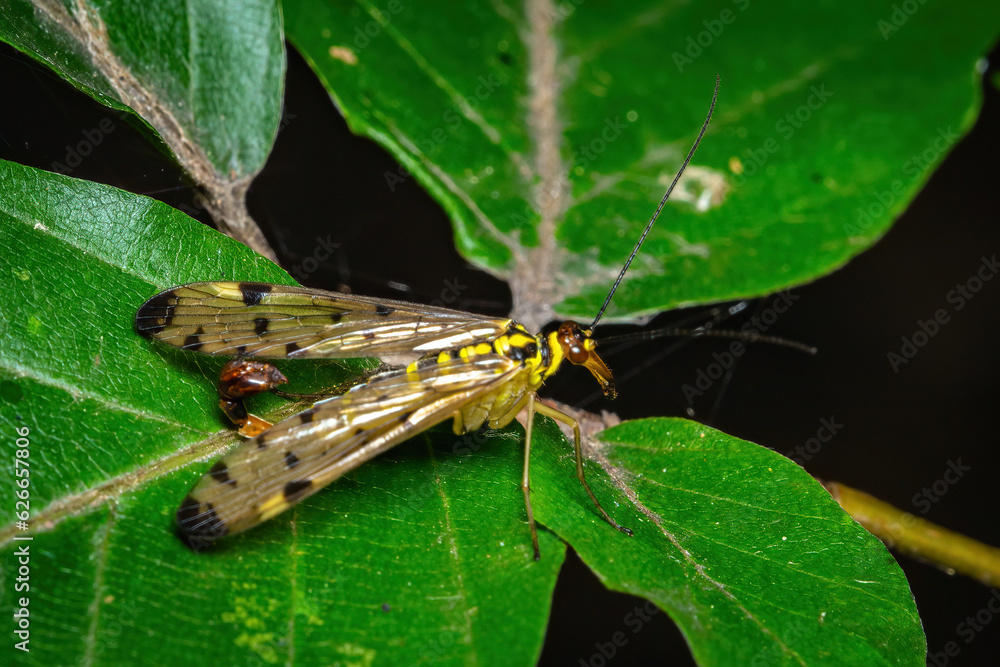 Graceful Panorpa Germanica: A Delicate Insect on a Green Leaf Graceful Panorpa Germanica: A Delicate Insect on a Green Leaf