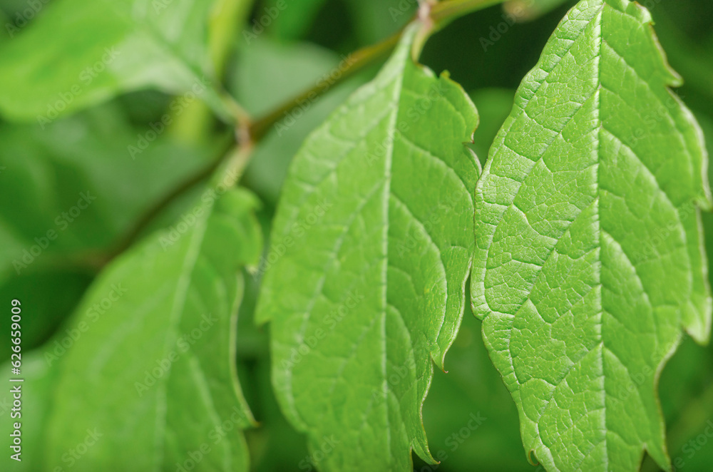 Green leaves of Campsis. Green leaves of Campsis.