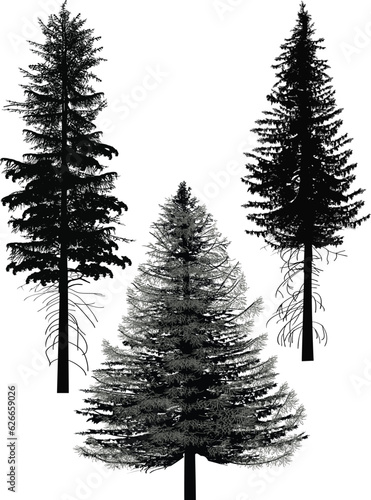three fir tree silhouettes on white