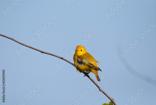 Yellow warbler on a high branch photo