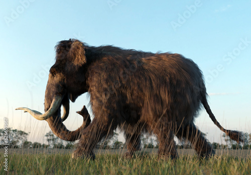 Woolly Mammoth Walking in the Sunset