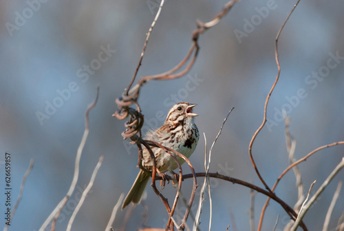 Song Sparrow Singin on a branch photo