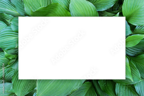 background of large green leaves in the form of a frame