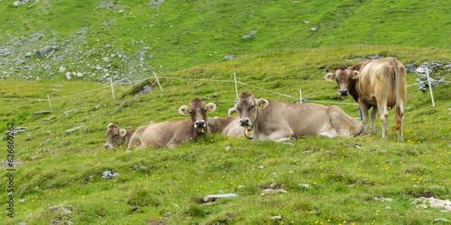 Wallpaper Mural Panorama von liegenden Kühen auf einer Almwiese Torontodigital.ca