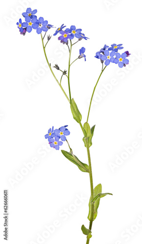 Fototapeta Naklejka Na Ścianę i Meble -  blue fine isolated bright forget-me-not many blooms