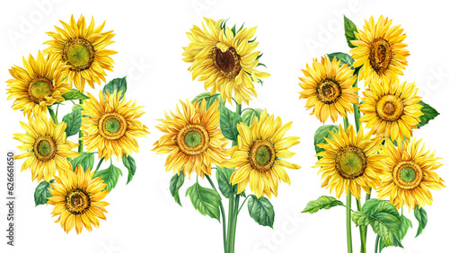 Sunflowers set on an isolated white background, watercolor painting, hand drawing bouquet of yellow flowers