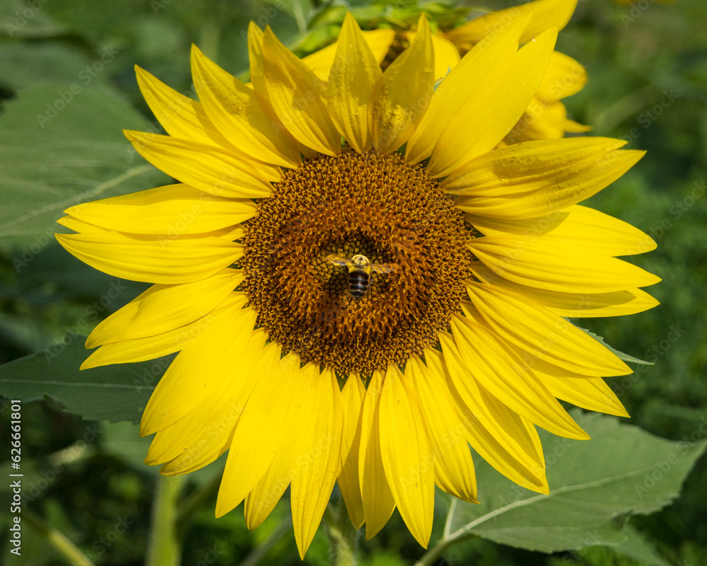Bee flying to a sunflower Bee flying to a sunflower