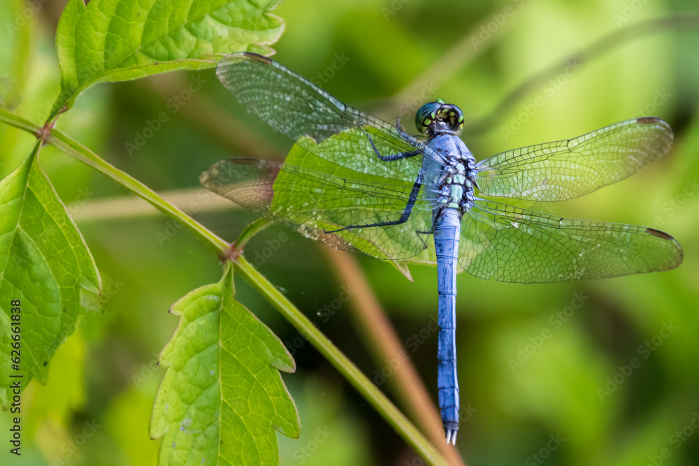 Eastern Pondhawk Dragonfly Eastern Pondhawk Dragonfly
