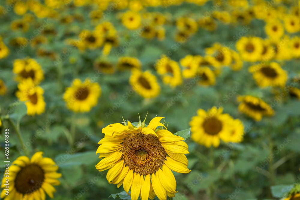 Rows of Sunflowers Rows of Sunflowers
