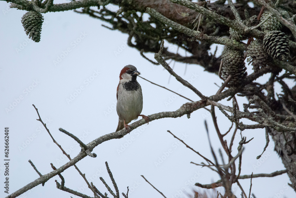House Sparrow perched on a tree branch House Sparrow perched on a tree branch