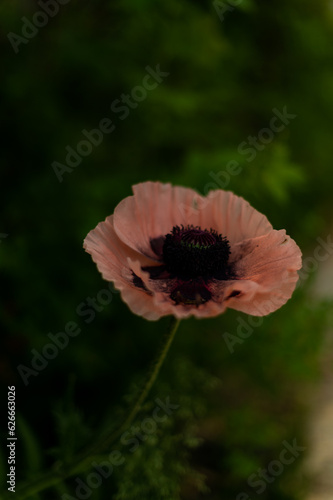 Close up of red poppy blooming flower outdoor in park, in garden. Beautiful flower plant after rain.