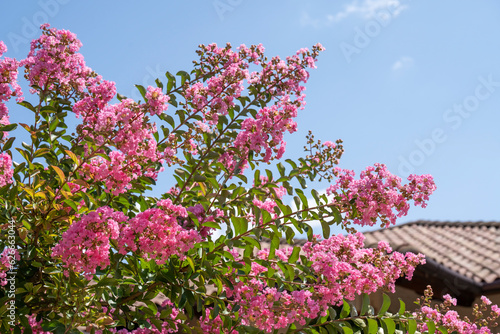 Lagerstroemia indica in blossom. Beautiful pink flowers on Сrape myrtle tree on blurred blue sky background. Selective focus.