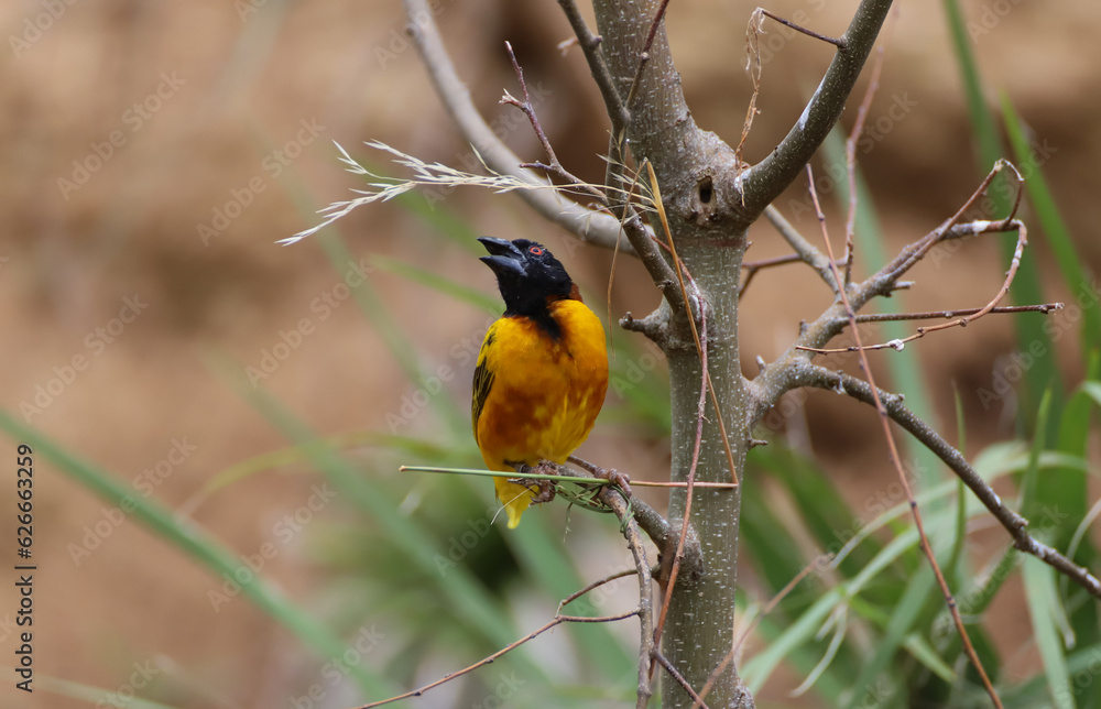 Oiseau tisserin gendarme