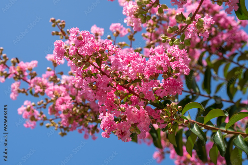 Lagerstroemia indica in blossom. Beautiful pink flowers on Сrape myrtle tree on blurred blue sky background. Selective focus. Lagerstroemia indica in blossom. Beautiful pink flowers on Сrape myrtle tree on blurred blue sky background. Selective focus.