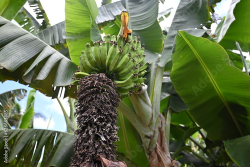 Bananenbaum mit Bananen