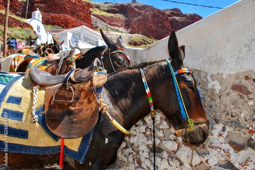 Donkeys stand near a path in Santorini, Greece.