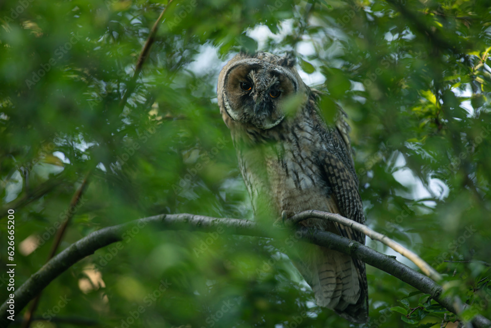 Close up of young long eared owl (Asio otus) gazing by big eyes from dense branch deep in crown. Wildlife tranquil portrait of bird in natural habitat background.