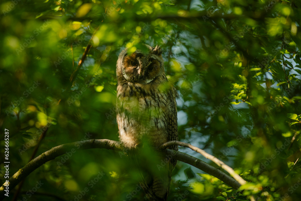 Close up of young long eared owl (Asio otus) gazing and sitting on dense branch deep in crown. Wildlife tranquil portrait shot of bird in natural habitat background. Close up of young long eared owl (Asio otus) gazing and sitting on dense branch deep in crown. Wildlife tranquil portrait shot of bird in natural habitat background.