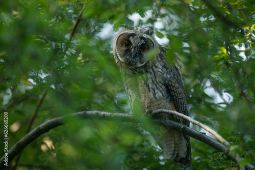 Obraz na płótnie Close up of young long eared owl (Asio otus) gazing by big eyes from dense branch deep in crown. Wildlife tranquil portrait of bird in natural habitat background. w salonie
