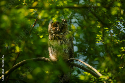 Obraz na płótnie Close up of young long eared owl (Asio otus) gazing and sitting on dense branch deep in crown. Wildlife tranquil portrait shot of bird in natural habitat background. w salonie