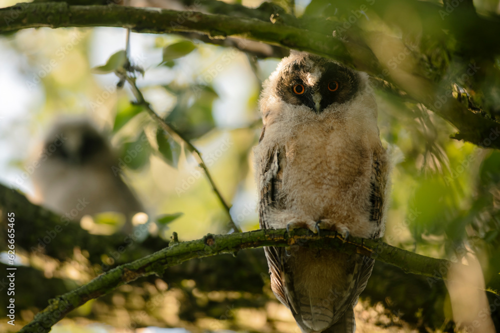 Close up of young long eared owl (Asio otus) group gazing and sitting on dense branch deep in crown. Wildlife tranquil portrait of bird siblings in natural habitat background.