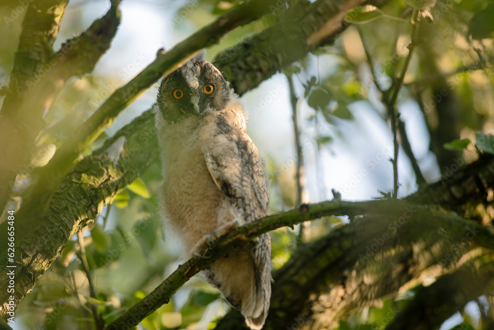 Close up of young long eared owl (Asio otus) gazing by big eyes from dense branch deep in crown. Wildlife tranquil portrait of bird in natural habitat background.