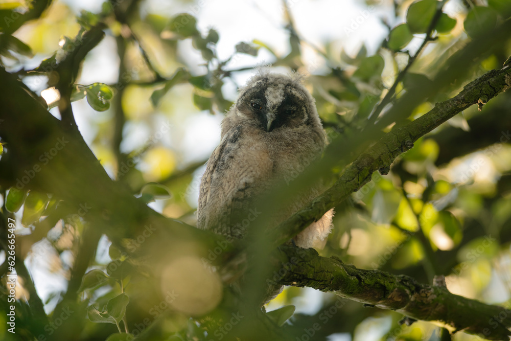 Close up of young long eared owl (Asio otus) gazing and sitting on dense branch deep in crown. Wildlife tranquil portrait shot of bird in natural habitat background.