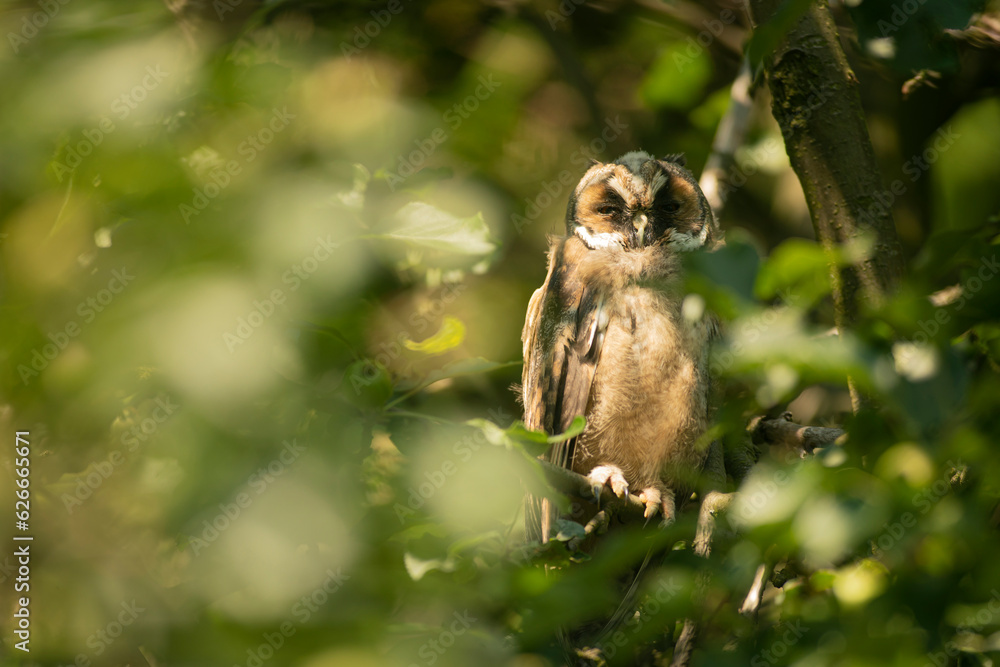 Close up of young long eared owl (Asio otus) sitting and sleeping on dense branch deep in crown. Wildlife tranquil portrait of bird in natural habitat background.