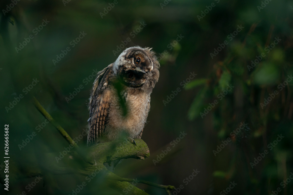 Close up of young long eared owl (Asio otus) gazing bizarrely on dense branch deep in crown. Wildlife tranquil portrait of bird in detail in natural night habitat background
