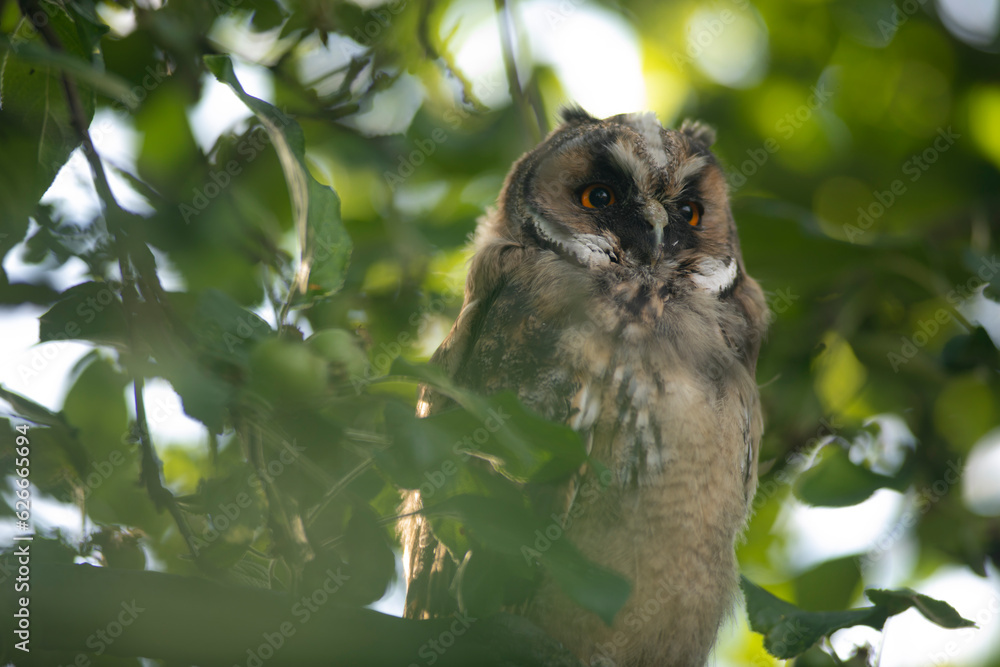 Close up of young long eared owl (Asio otus) gazing and sitting on dense branch deep in crown. Wildlife tranquil portrait shot of bird in natural habitat background.