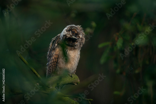 Obraz na płótnie Close up of young long eared owl (Asio otus) gazing bizarrely on dense branch deep in crown. Wildlife tranquil portrait of bird in detail in natural night habitat background w salonie
