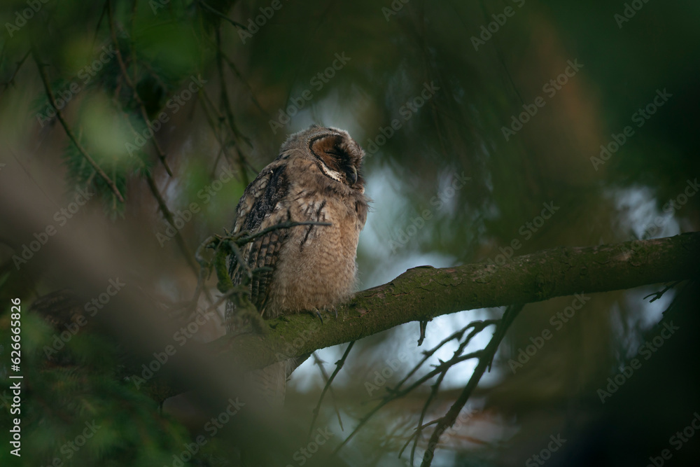 Close up of young long eared owl (Asio otus) sitting and sleeping on dense branch deep in crown. Wildlife tranquil portrait of bird in natural habitat background.