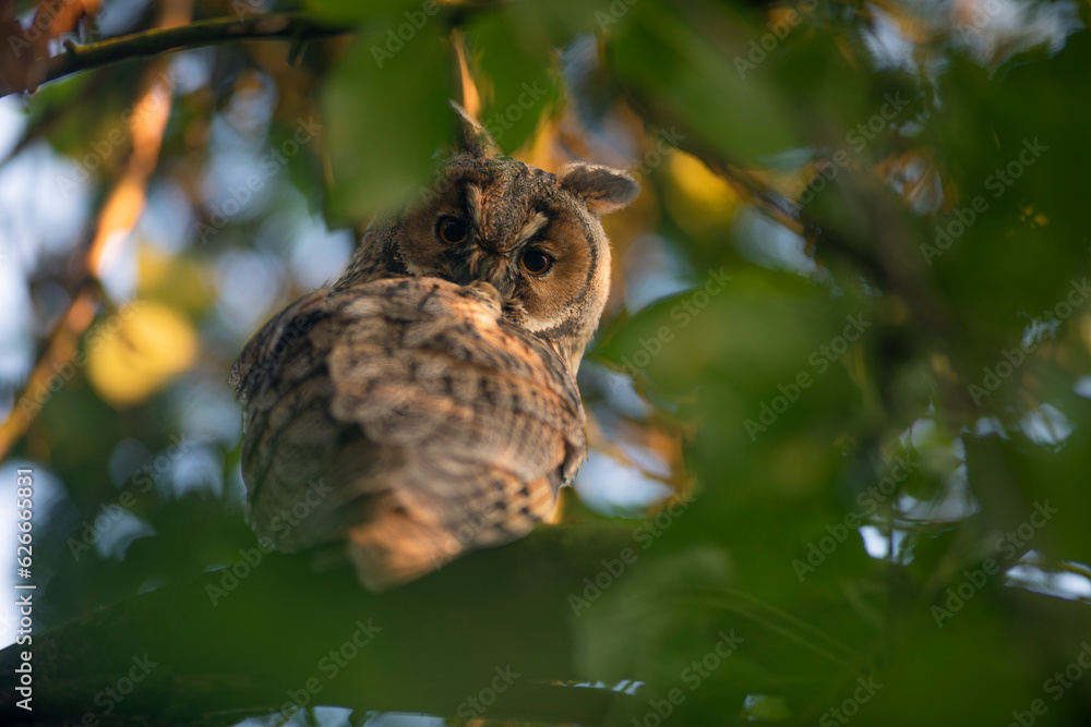 Close up of young long eared owl (Asio otus) gazing by big eyes from dense branch deep in crown. Wildlife tranquil portrait of bird in natural habitat background.