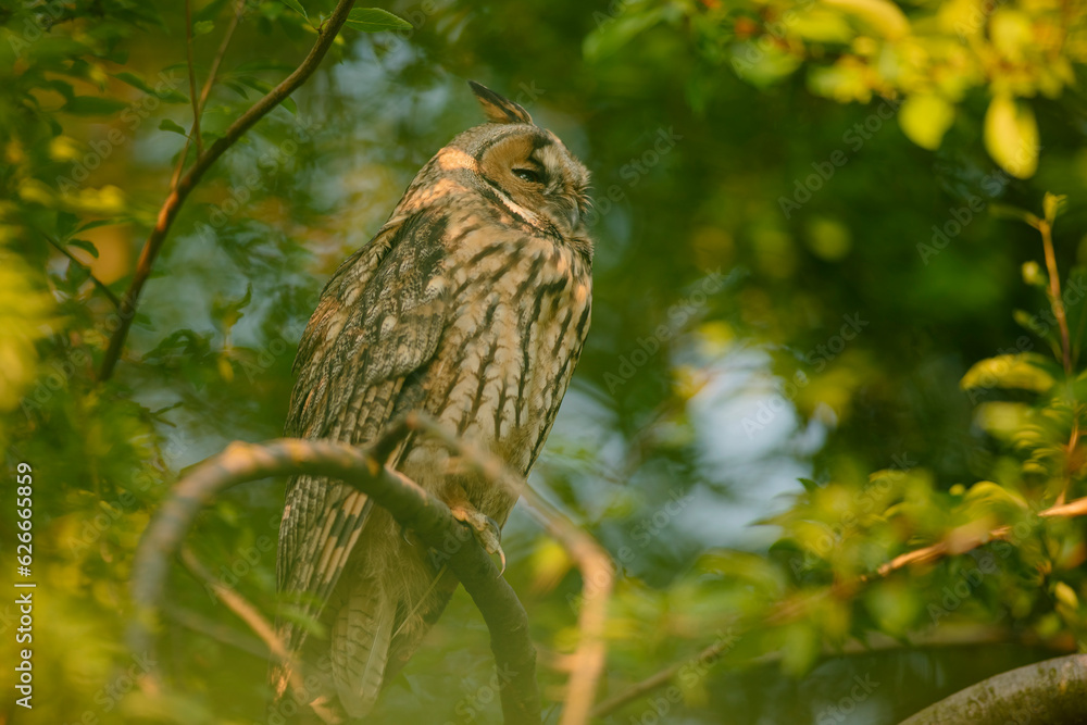 Close up of young long eared owl (Asio otus) sitting and sleeping on dense branch deep in crown. Wildlife tranquil portrait scene of bird in nature habitat background.